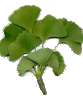 Gingko-Ahnenzweig
