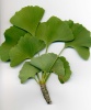Gingko-Ahnenzweig